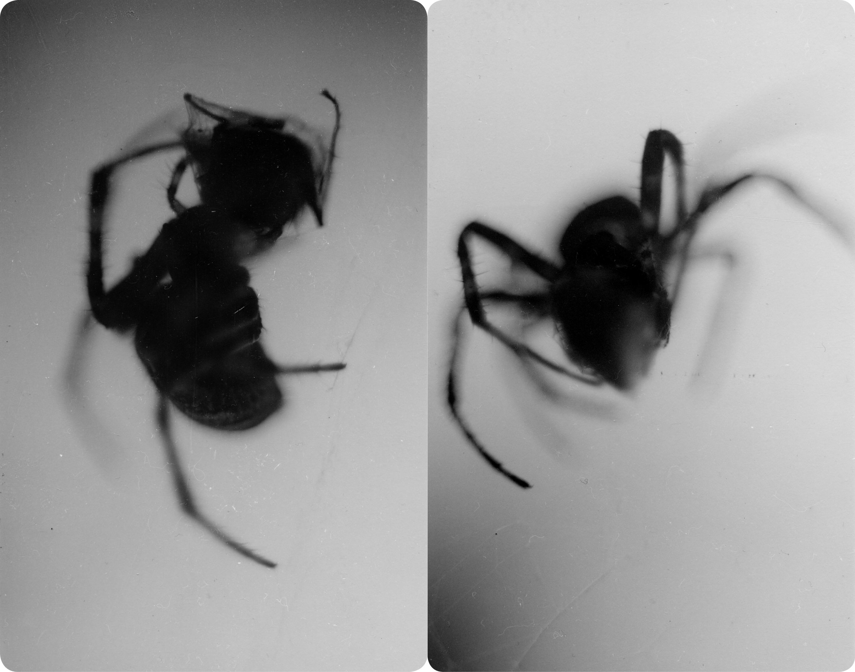 Untitled (S.P 17, 18 dialogue) (3.5 x 5.5”) Silver-Gelatin print. 2018