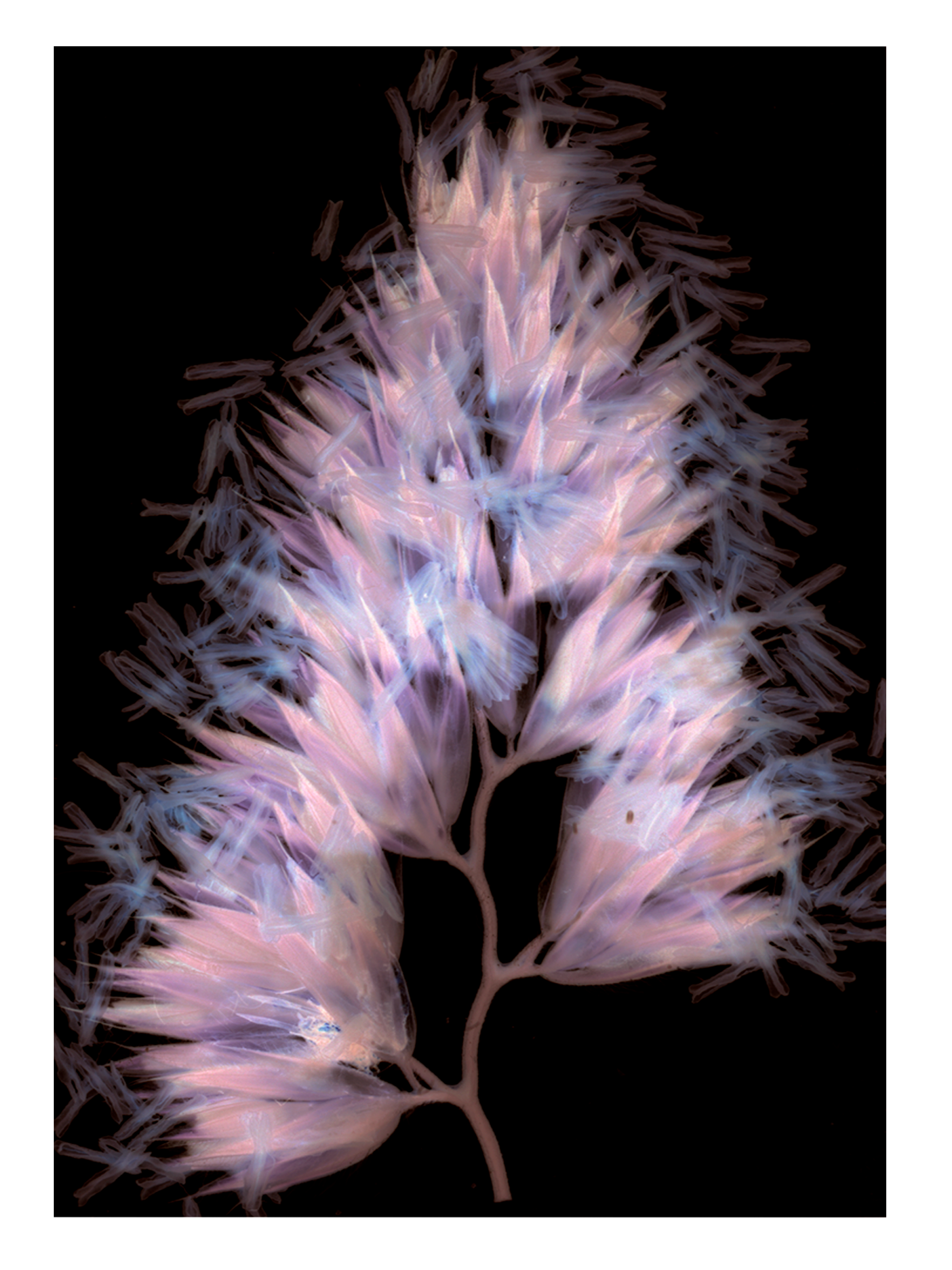 Ph(y)toform 3, 19.8 x 29.2cm, Giclée print of Fine Art Rag Matt