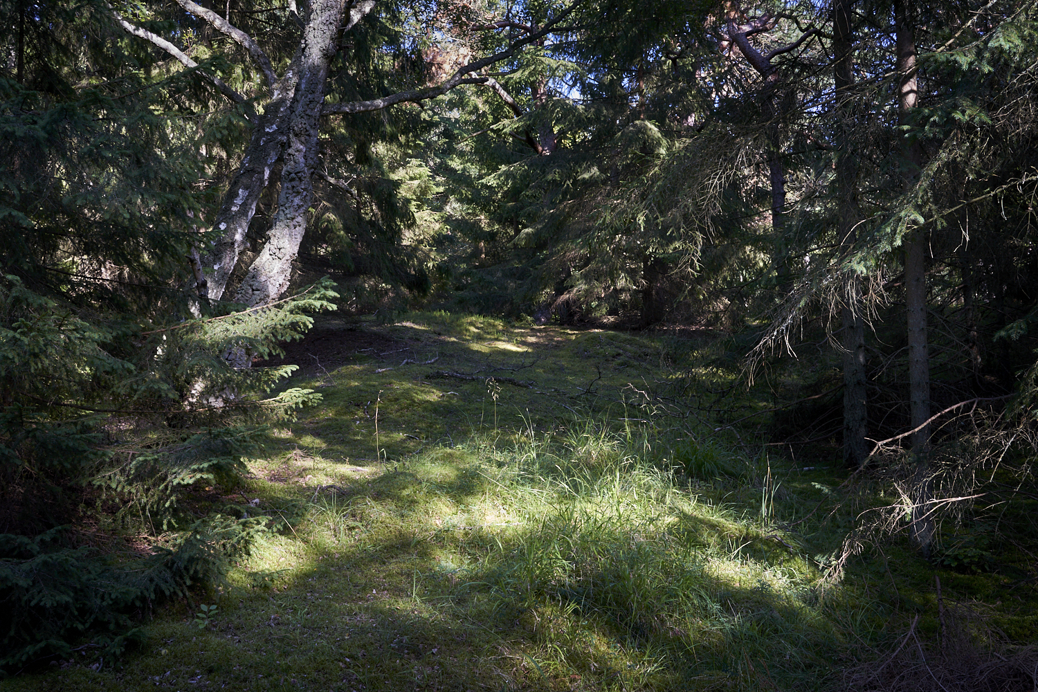 2016 Troldeskoven Danemark