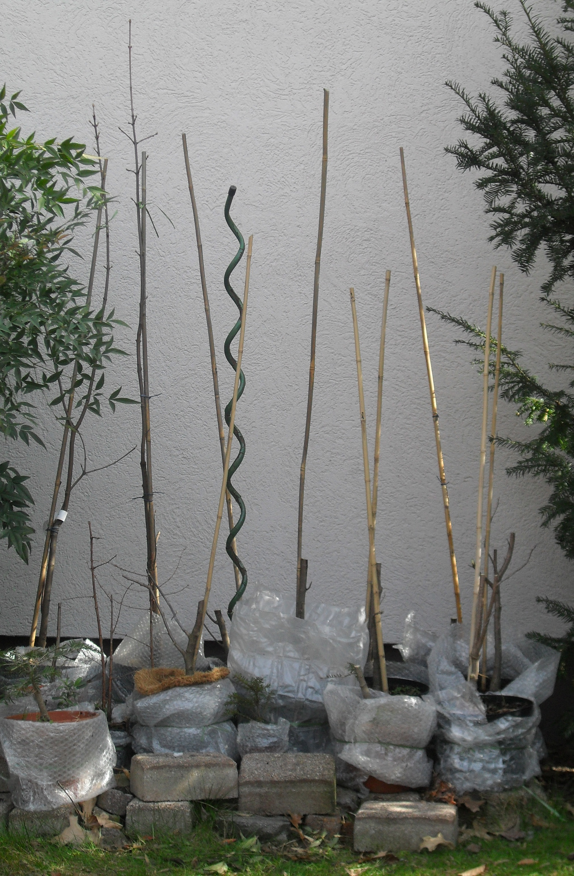 Jungpflanzen winterfest