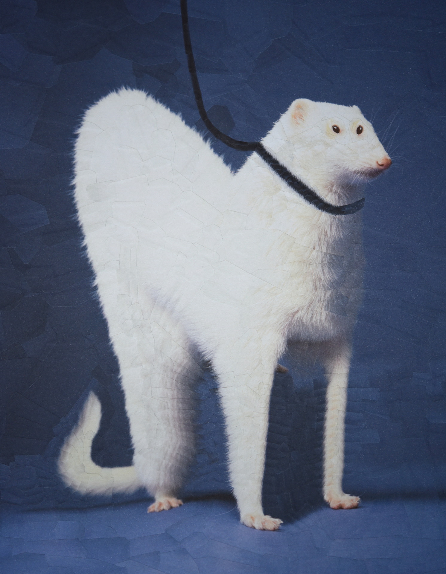 Freedom is owning a pet ferret For The California Sunday  Magazine with creative director Leo Jung, 2019, 16.5 x 11.5 inches