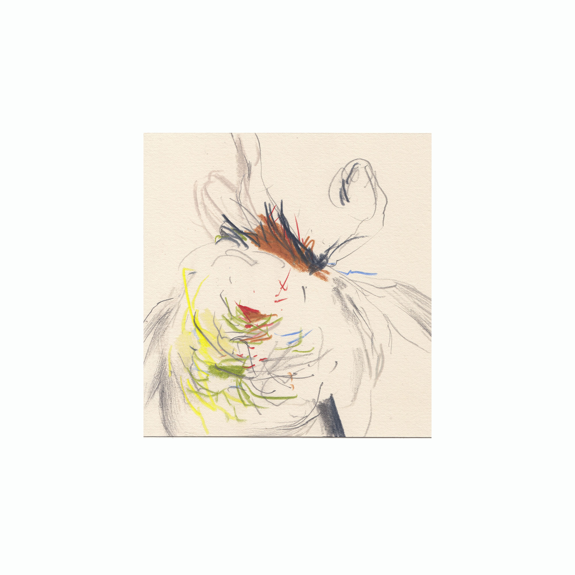 White Chrysanthemum / 2025 / Pencils on paper / 15 x 15 cm