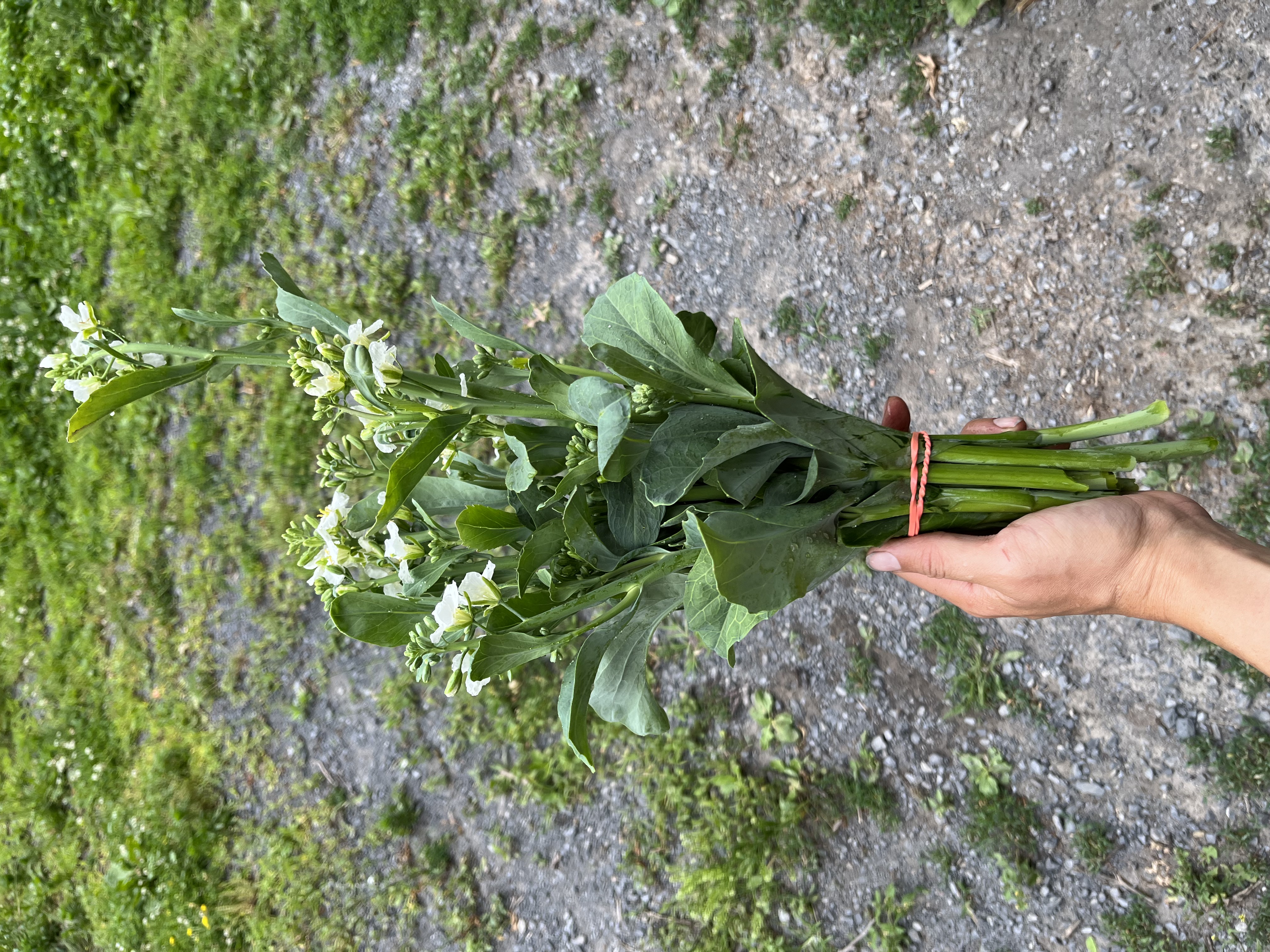Gai Lan / Chinese broccoli