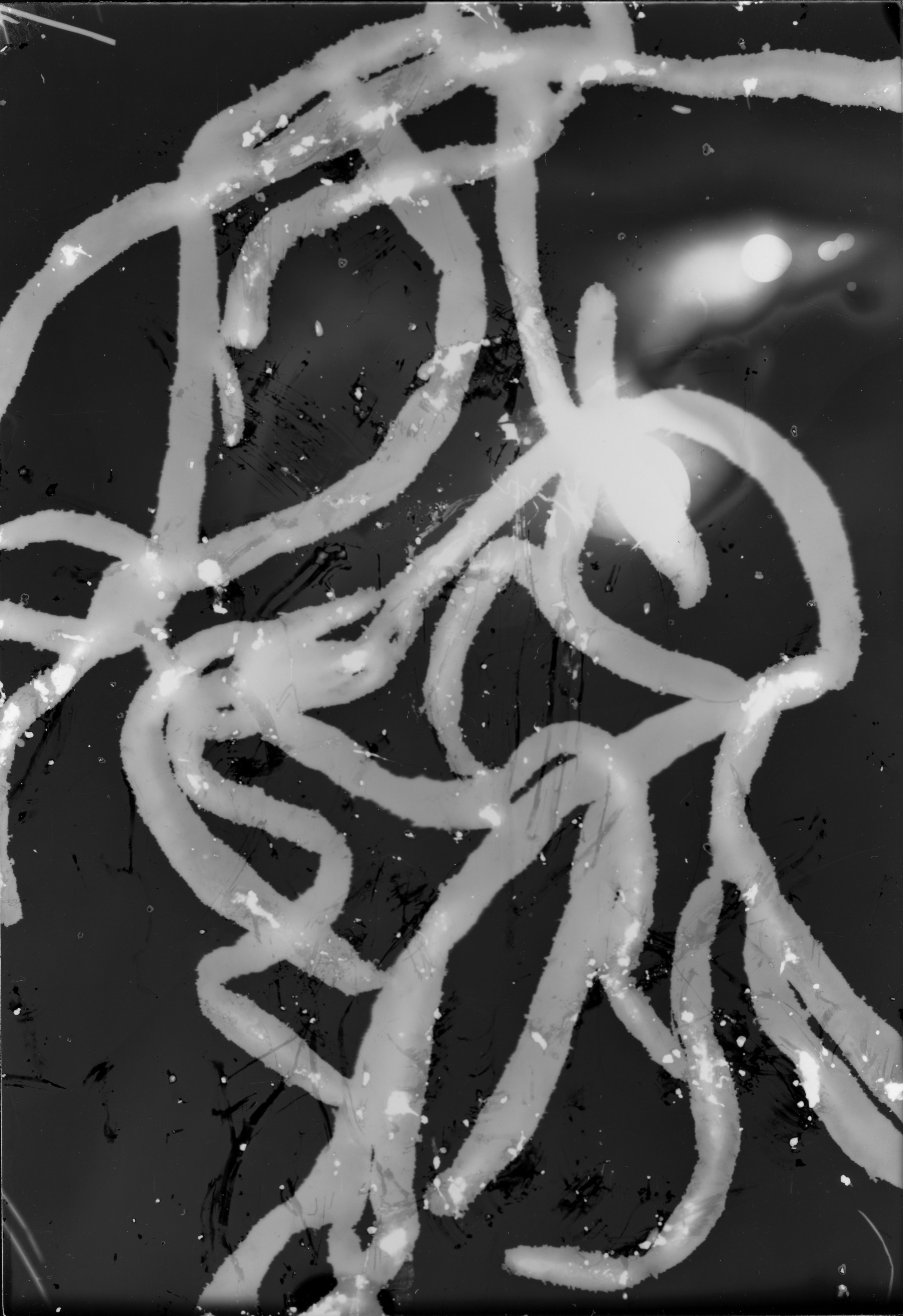 Seaweed Studies 01, 2018, 5 inches x 3.5 inches, Silver Gelatin Print