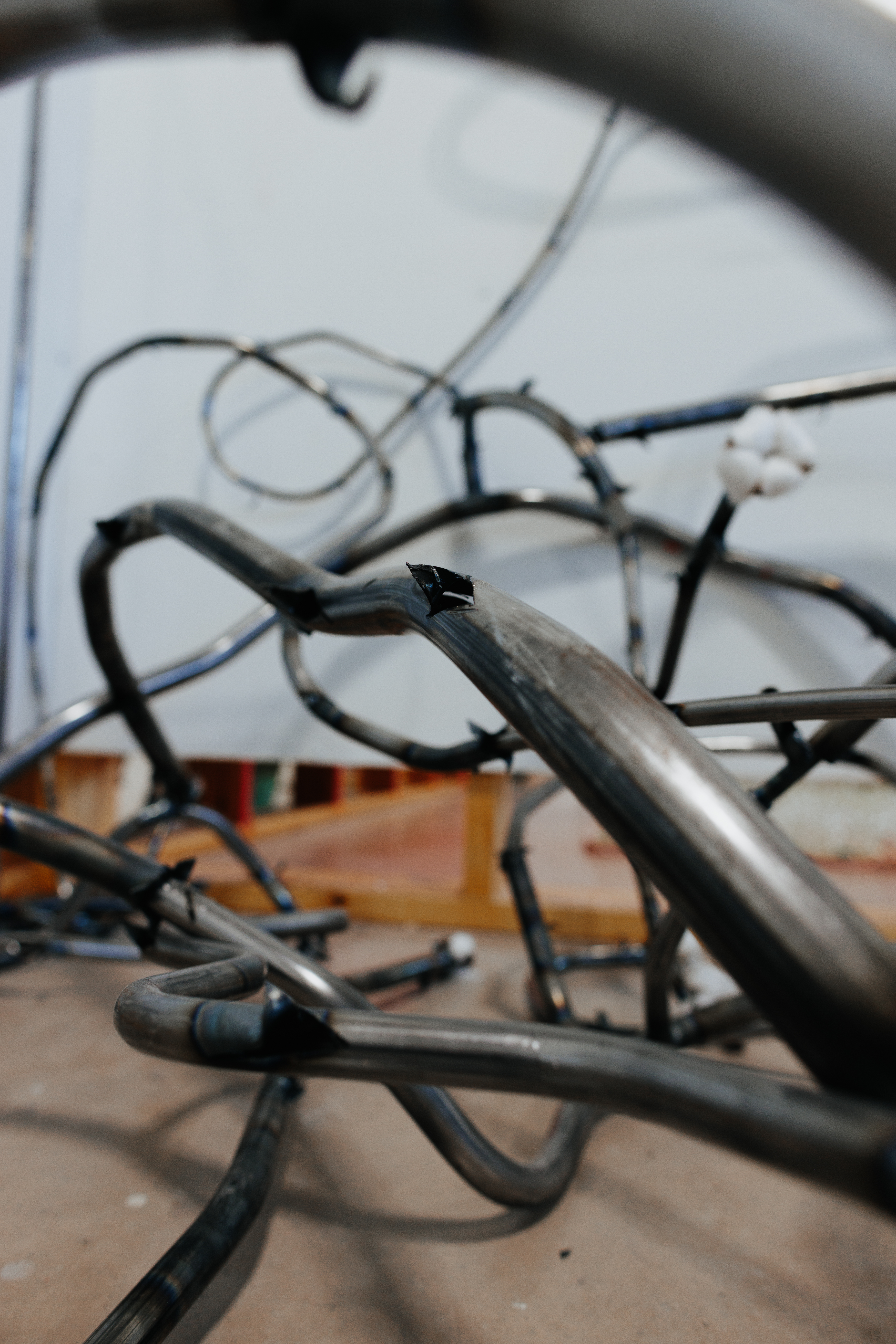 Roots, 2025 Image courtesy of Jovan Lee