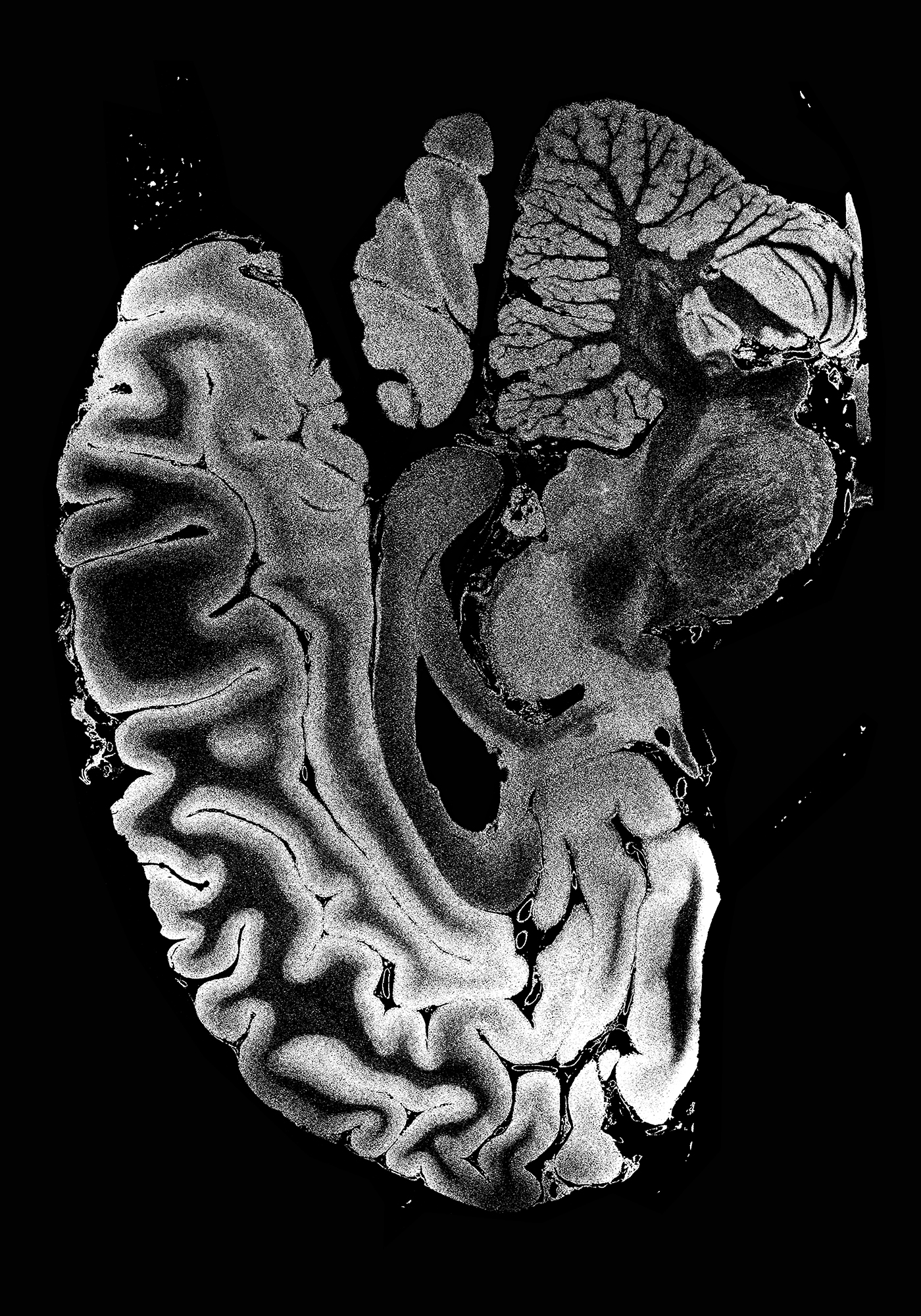 No man is an island2022Ink on paper50 x 70 cmconceptual, print