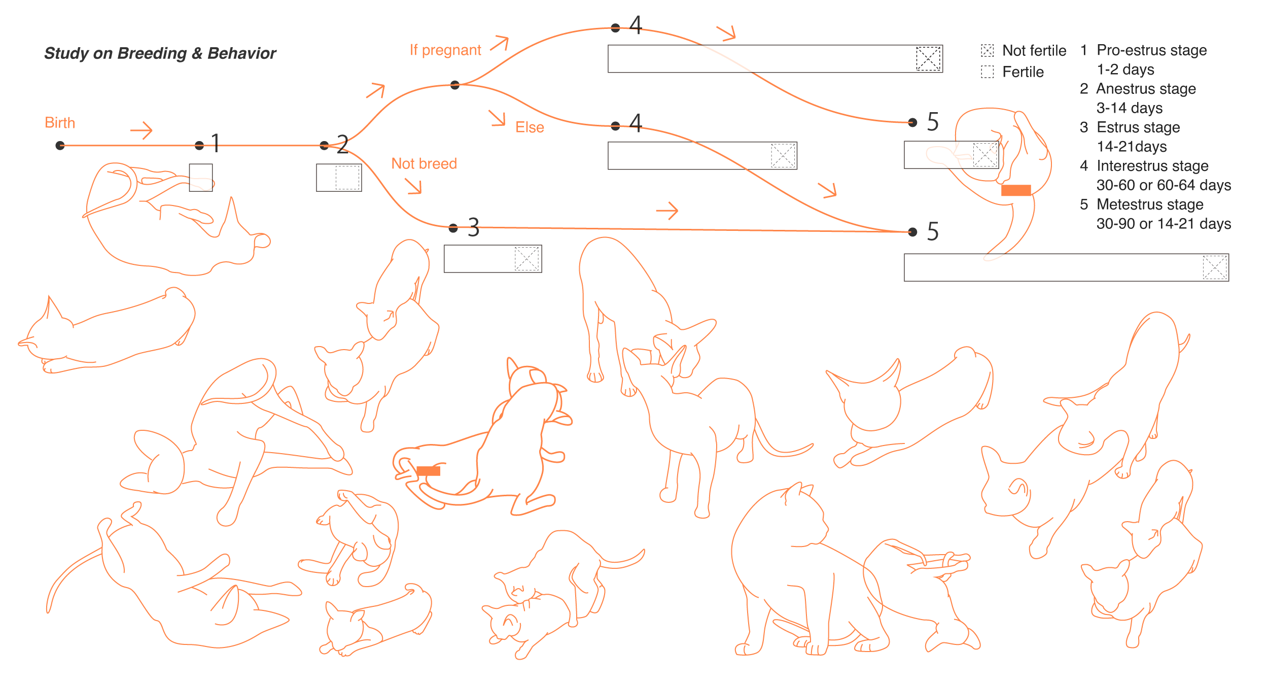 cats mating diagram