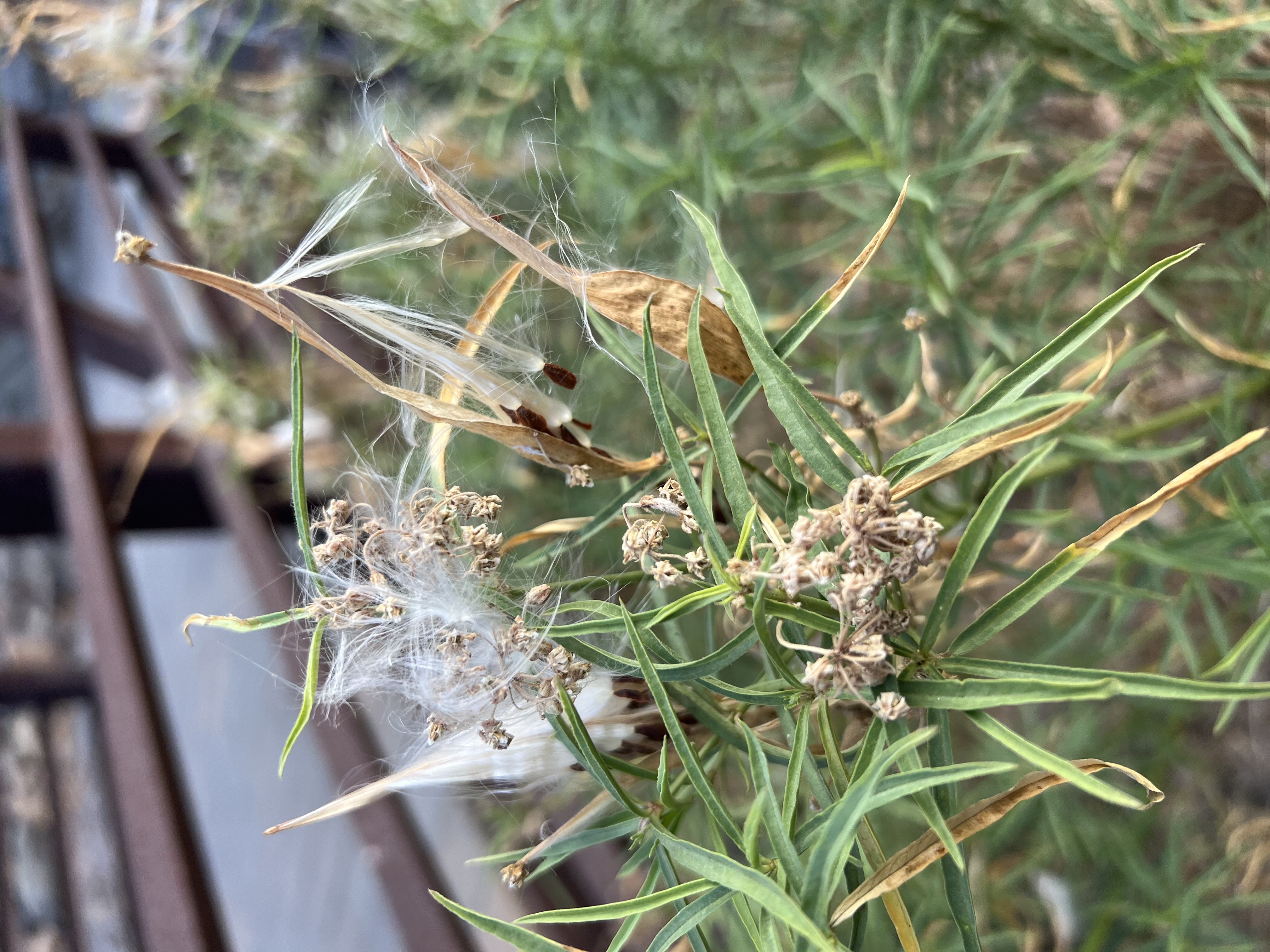 milkweed seedpods are the best