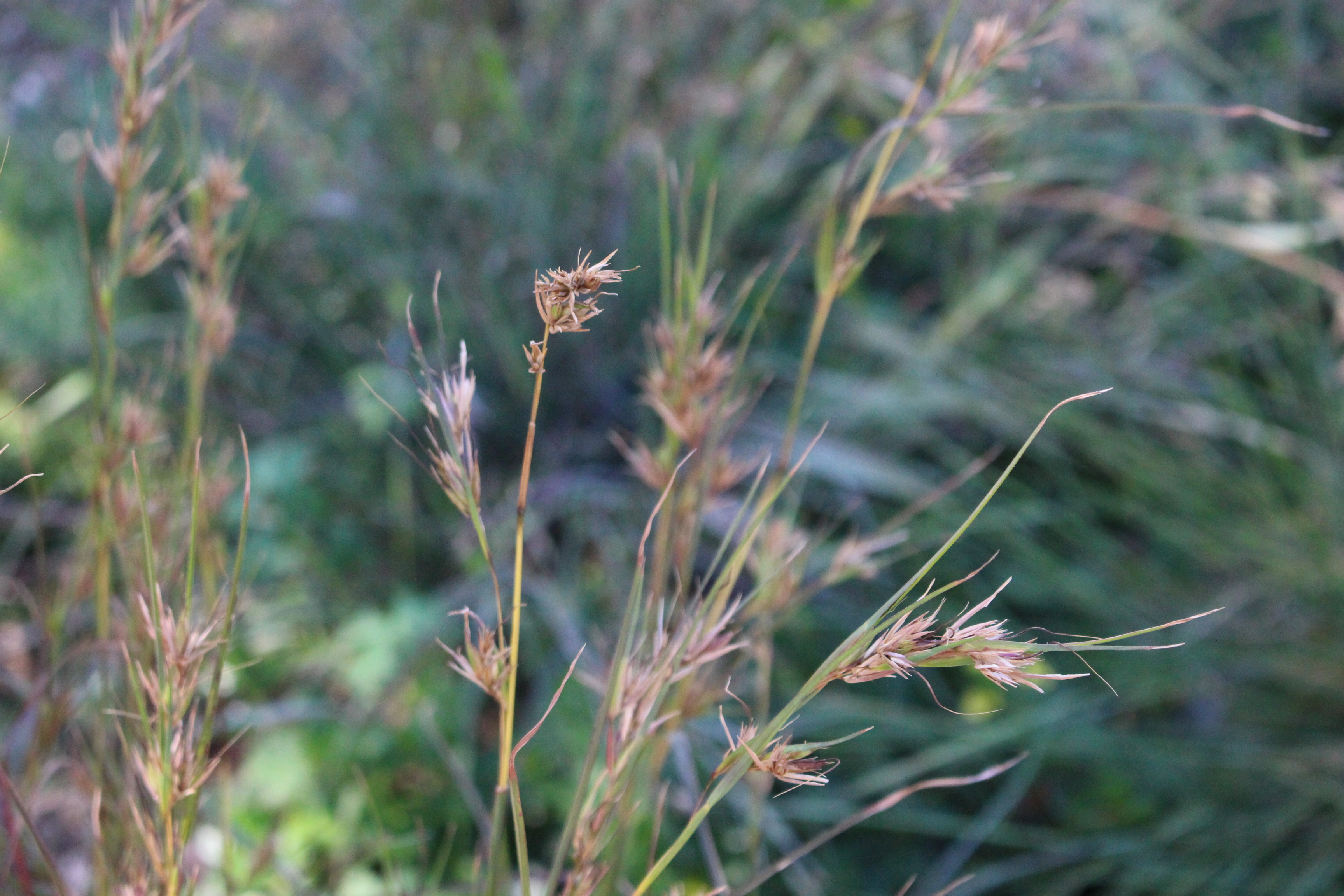 Kangaroo grass (themeda triandra)