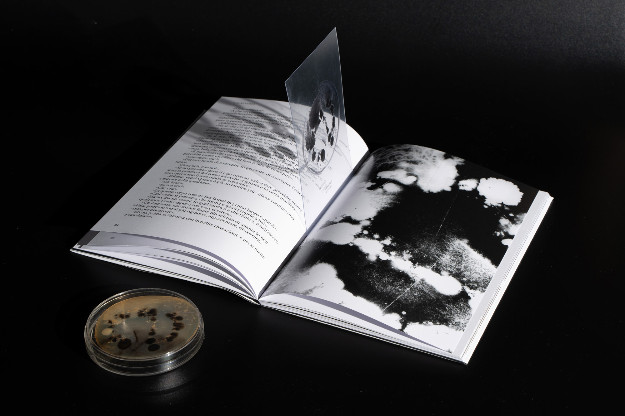 Alessandro Favrin and Martino Natuzzi, Galattosia. Un concetto astruso e le galasseidi (Herbaria), 2022