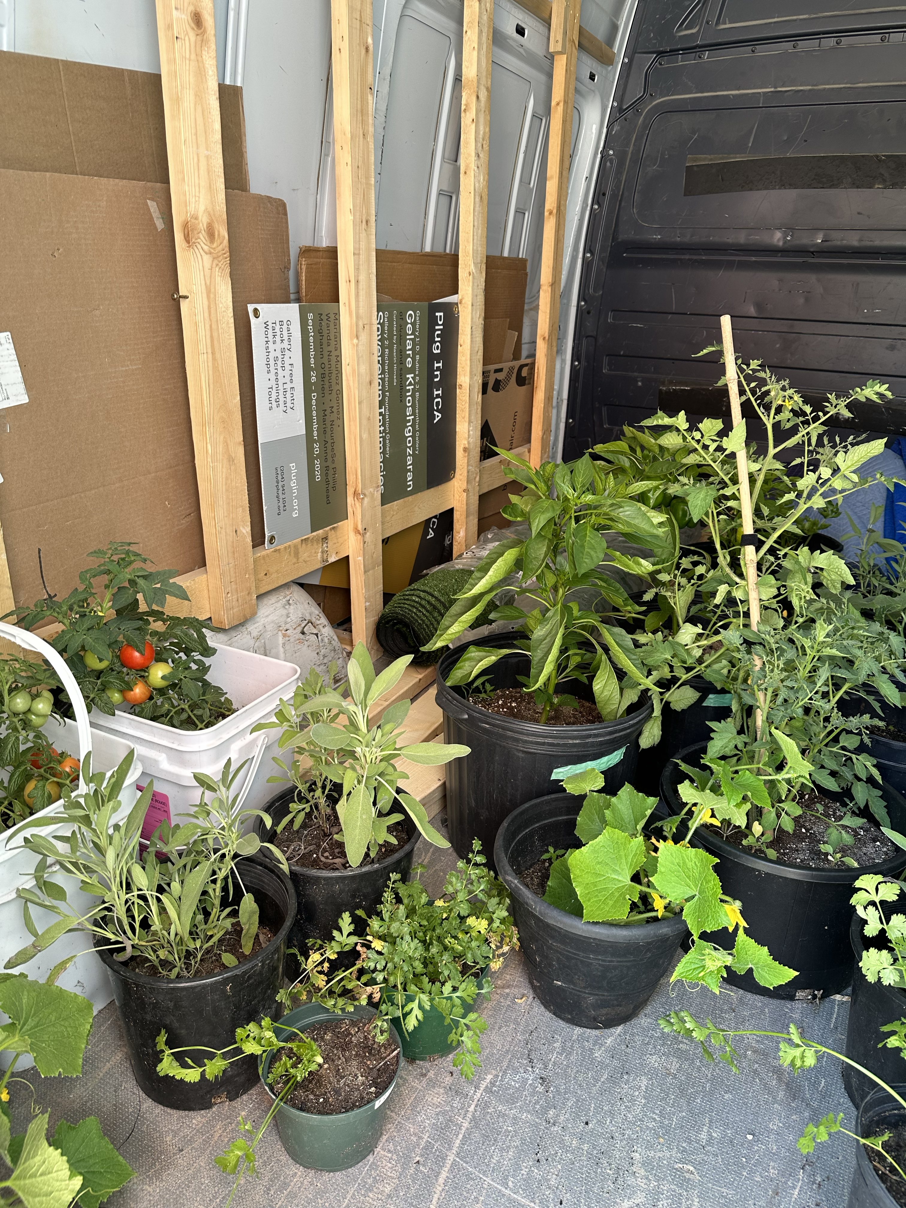 Crops for the garden (Tomatoes, basil, cucumbers, cilantro, sage, and peppers) from Spence Neighbourhood Association, Winnipeg MB. photographed in the Plug-In Van