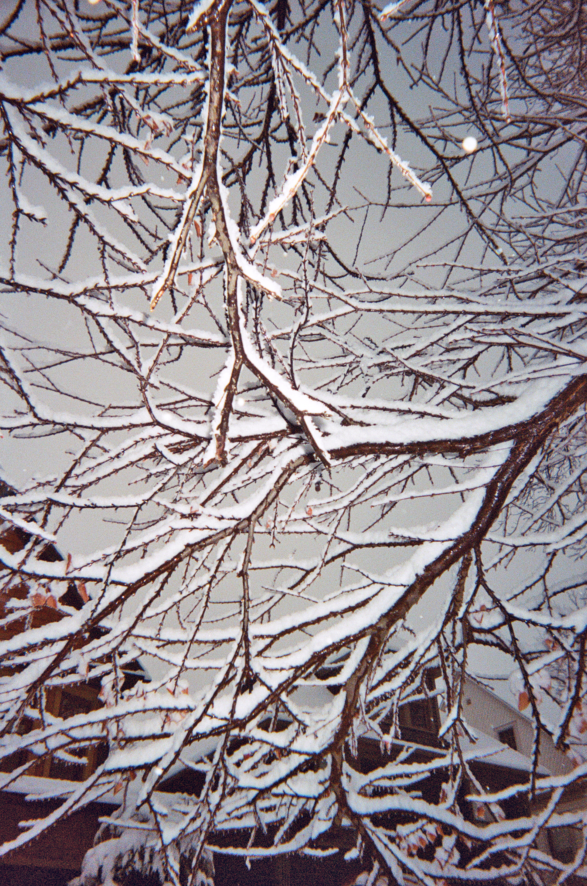 Branches with Ice, Buffalo, NY, 2017