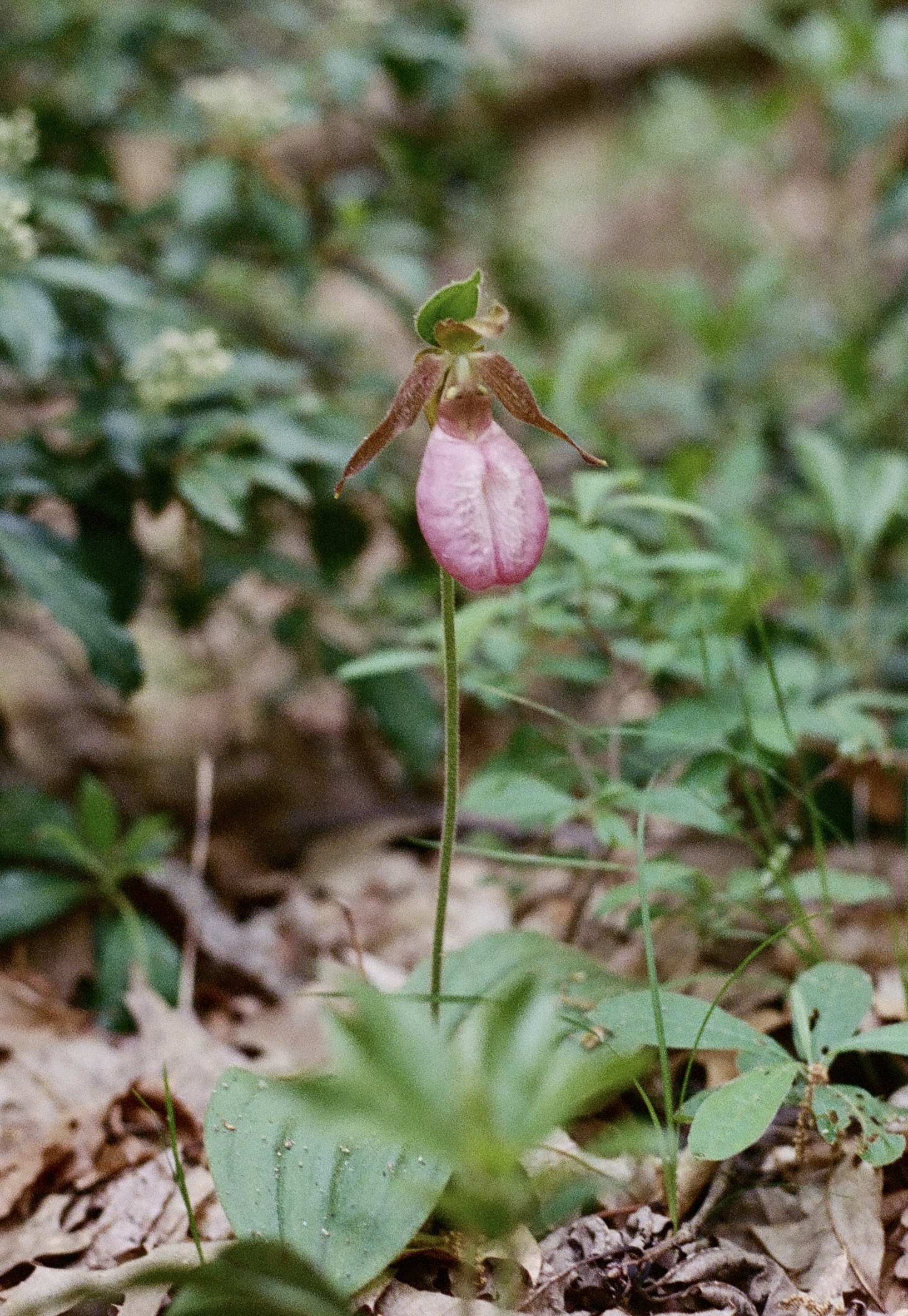 Norvin Green Forest, New Jersey