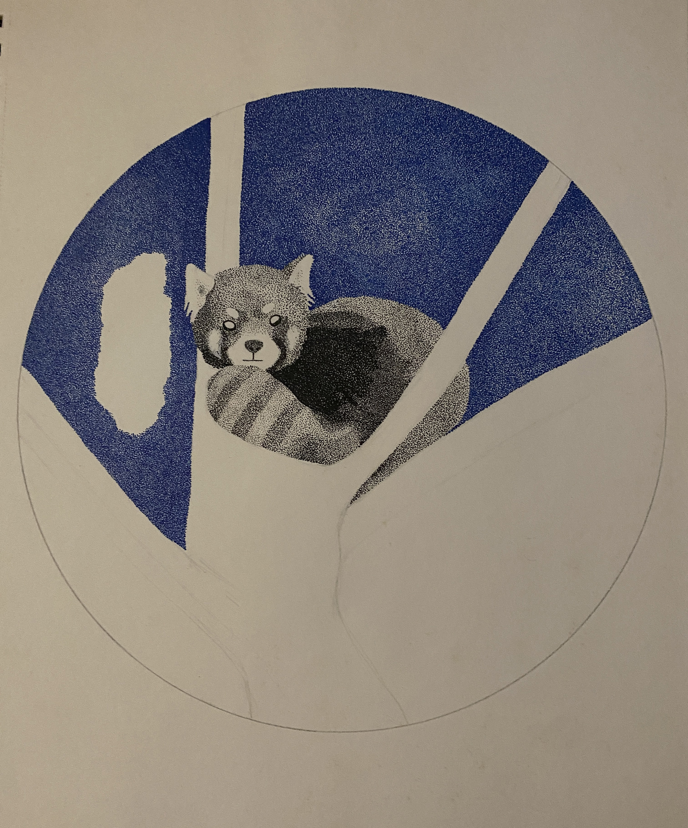 red panda, pen on paper, 11x15, 2020