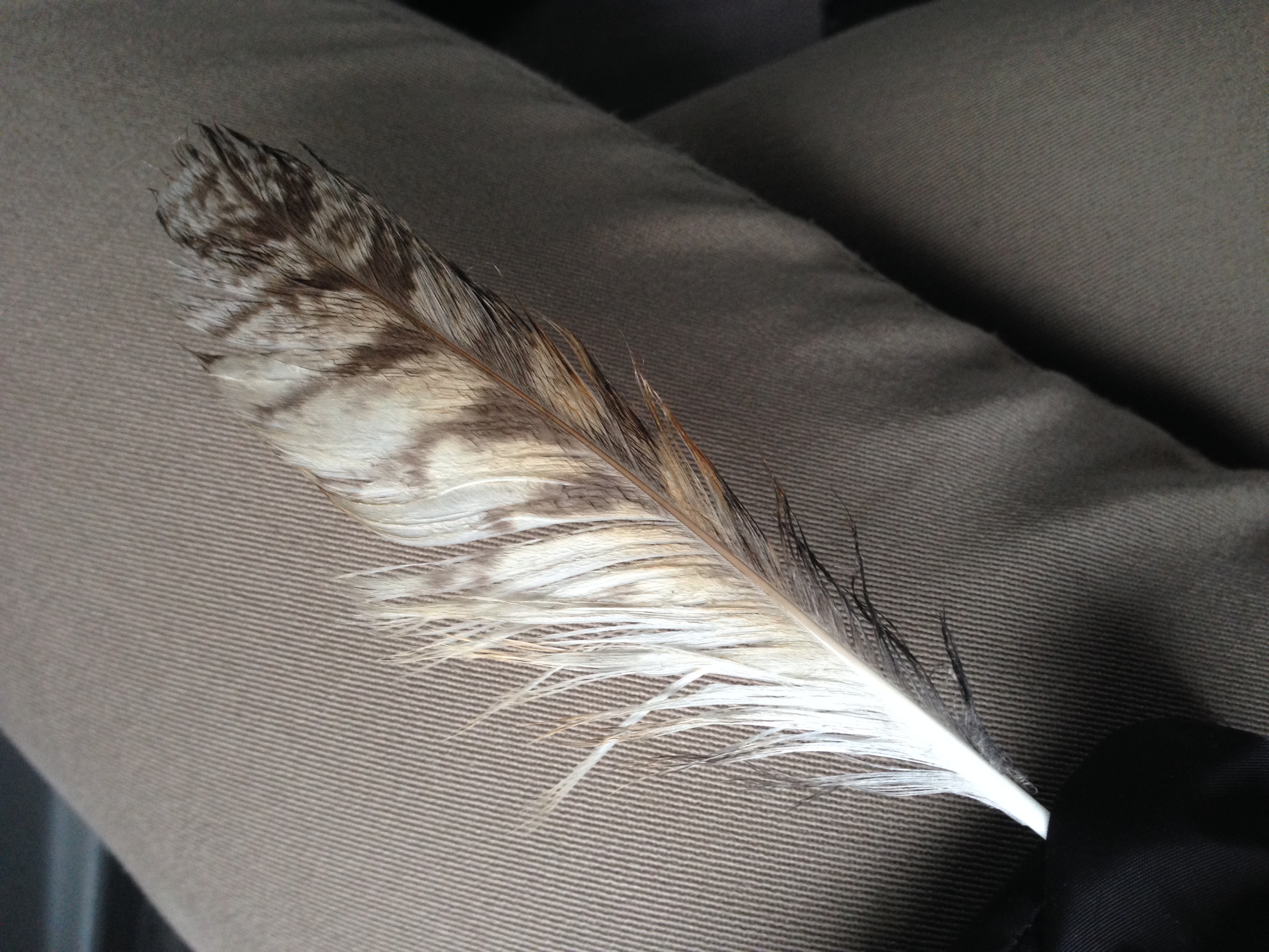 11.02.2015, Orta Bahçe