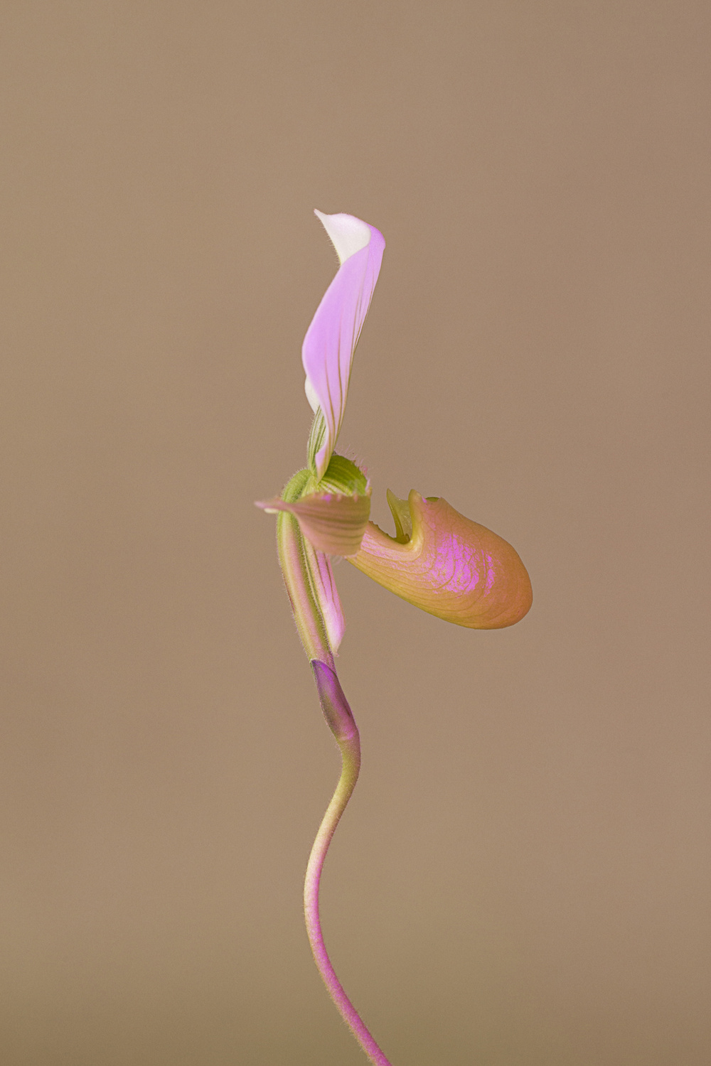 paphiopedilum-3