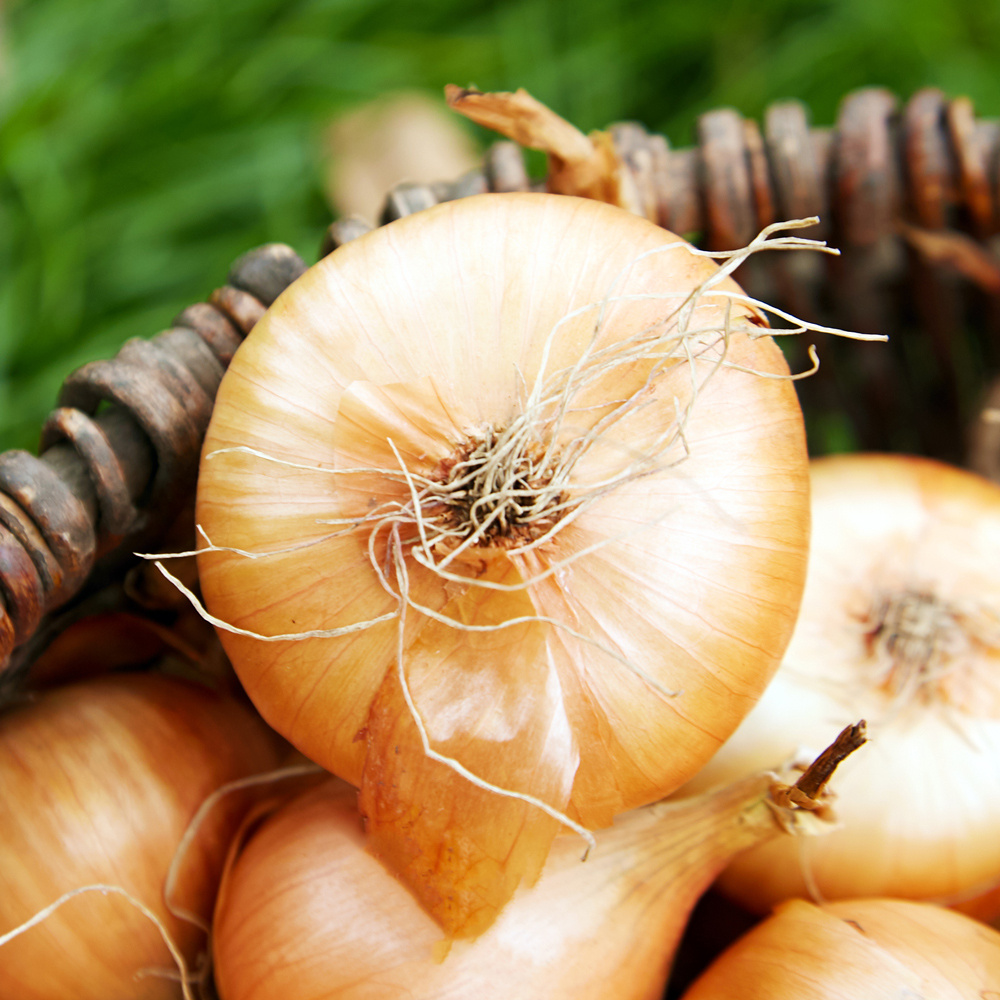 Upclose picture of onion in a basket