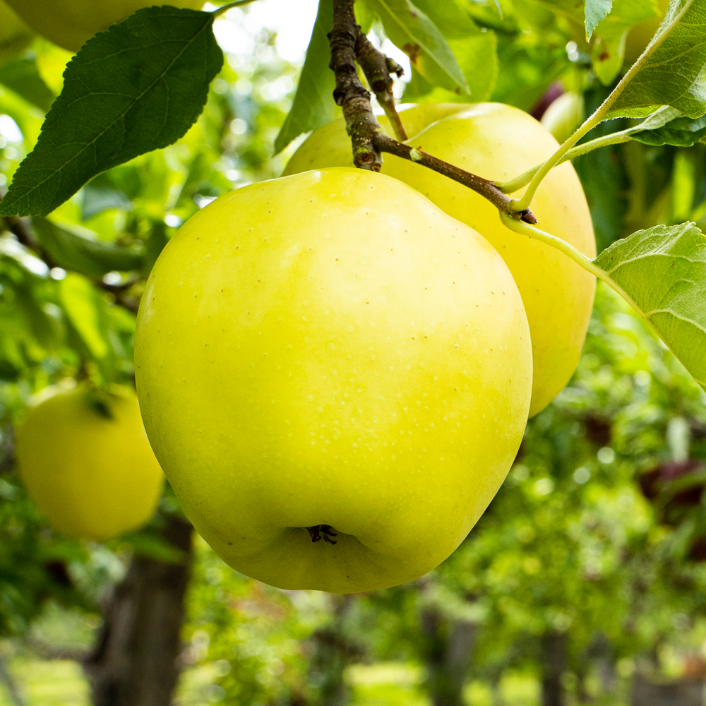 Yellow apple hanging from tree