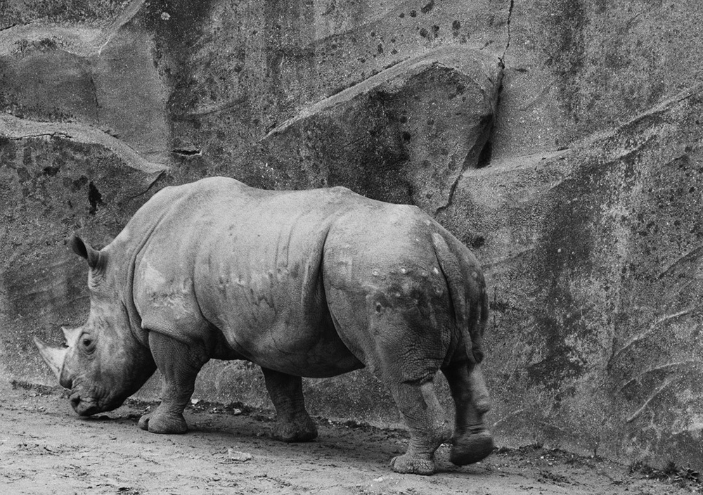 © Sophie RISTELHUEBER What the Fuck ! (#4), 2024 Photographie noir et blanc, tirage pigmentaire sur papier Hahnemühle German Etching 310g, 100 x 150cm. Courtesy of the artist and Galerie Poggi, Paris