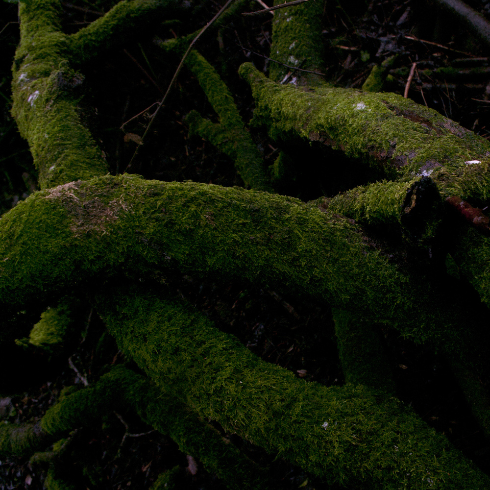 Bryophyta