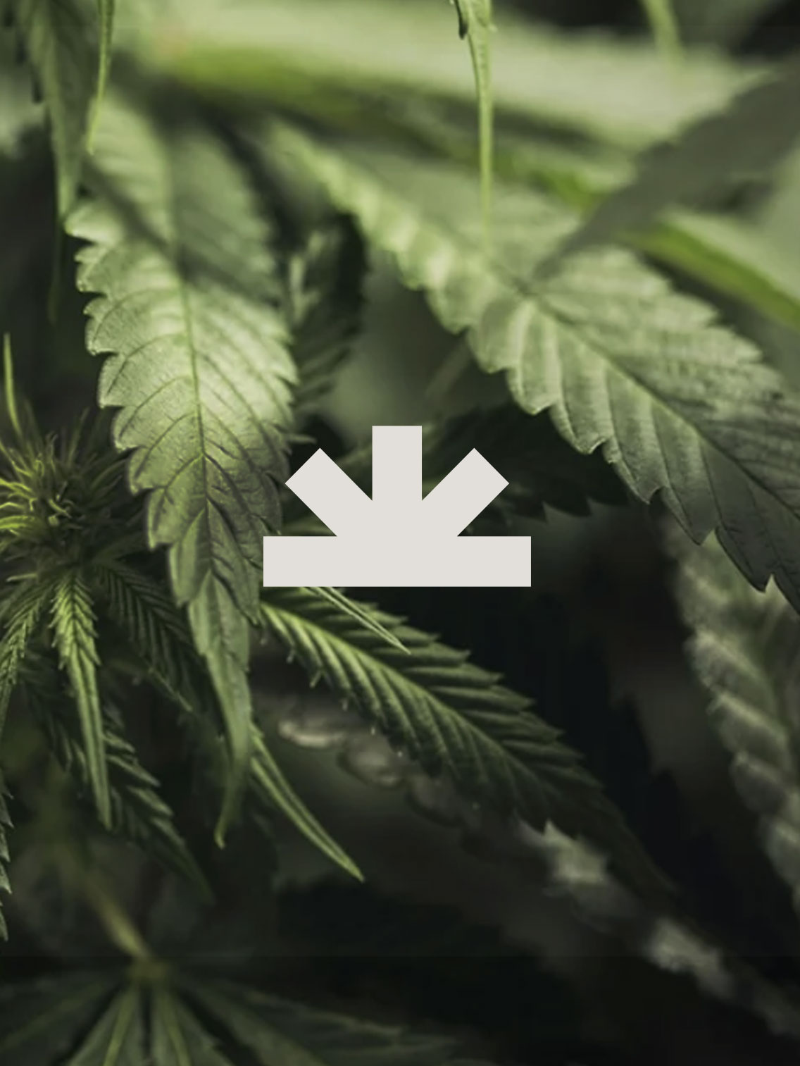 Norml — McQuade Inc