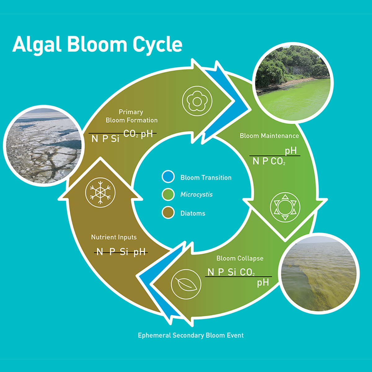 algae bloom medicine