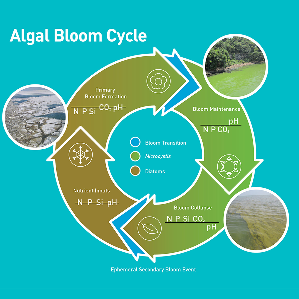 algae-blooms-project-global-the-berlage