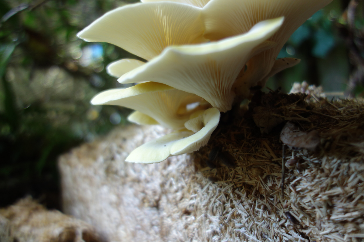 Funghi Mina Mahouti Funghi Mina Mahouti
