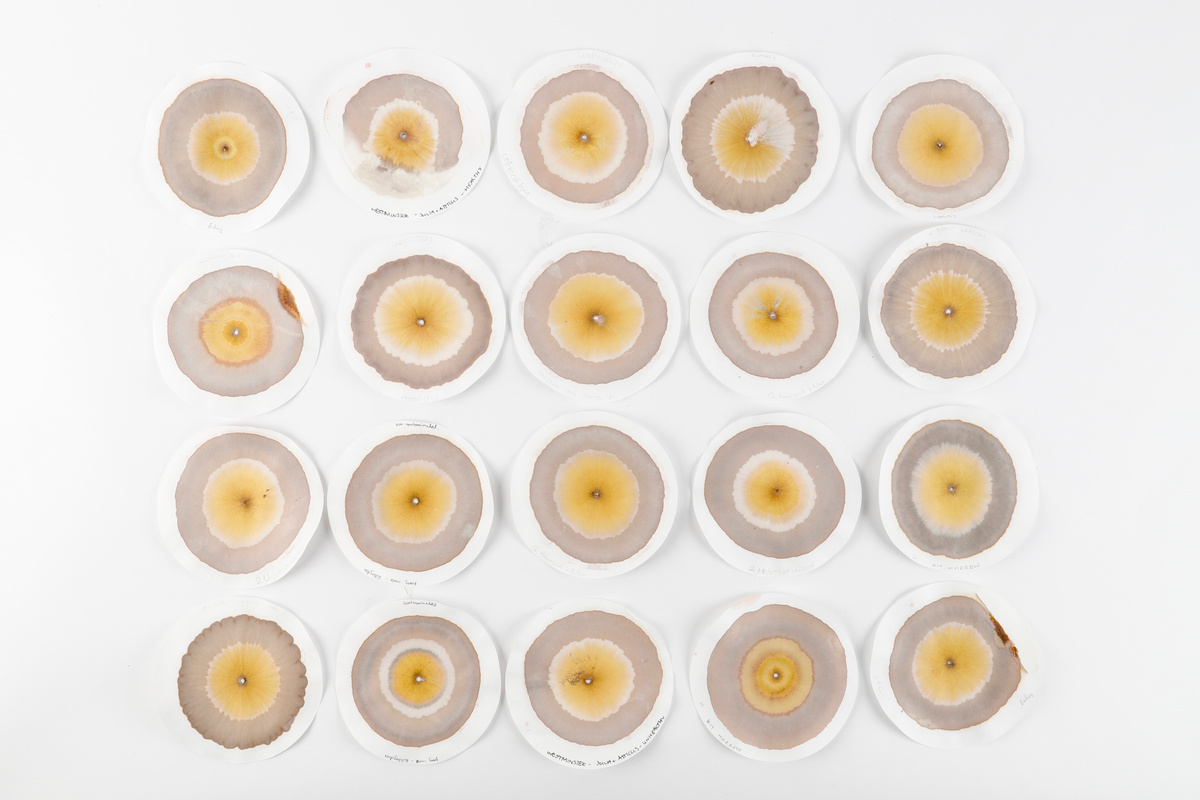 SOIL CHROMATOGRAPHY — KIT ONDAATJE ROLLS