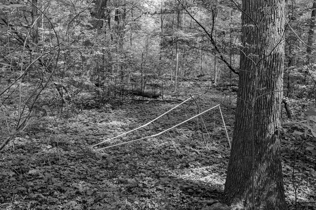 Becoming Tree — jonas—voigt.com