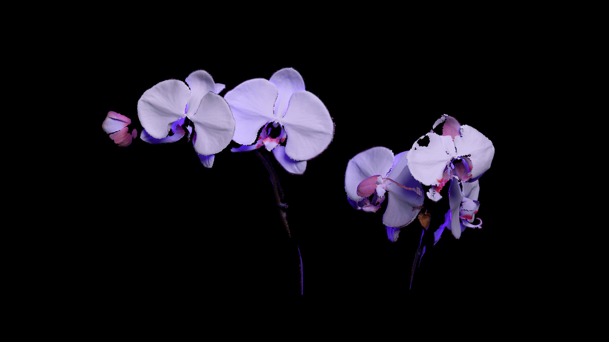 Neon Orchids On Black Image & Photo (Free Trial)