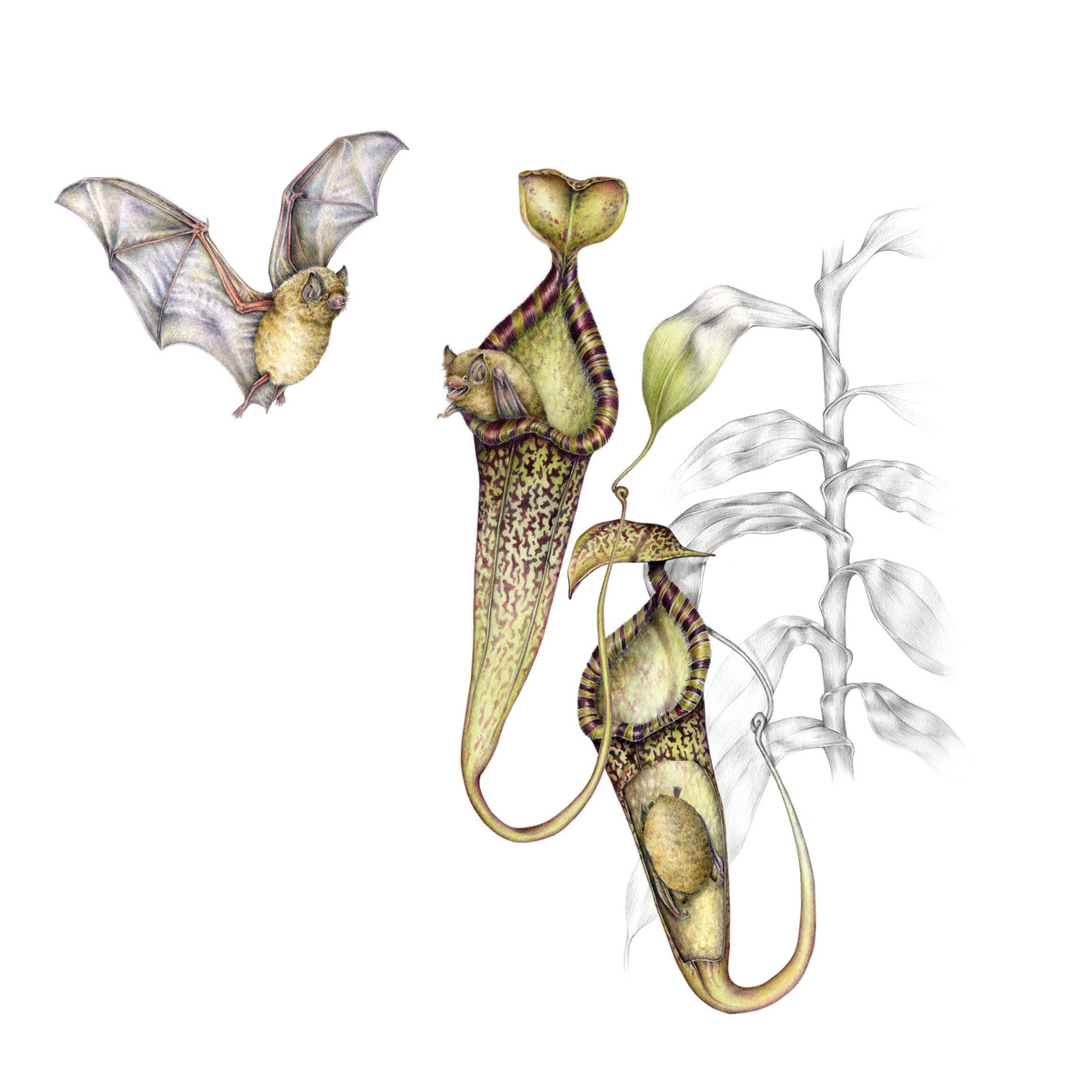 Непентес Ботаническая иллюстрация
