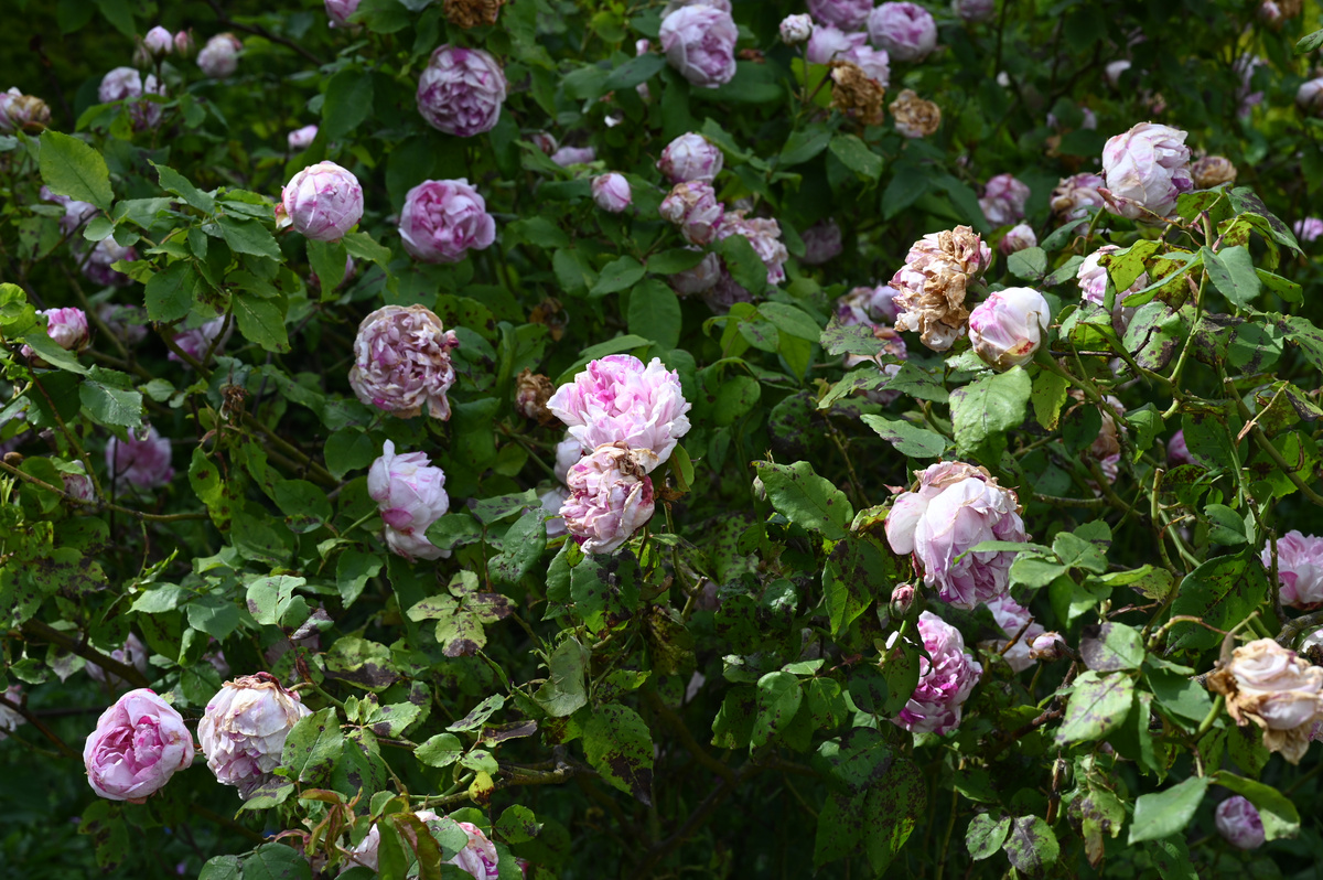 our-vision-braziers-park