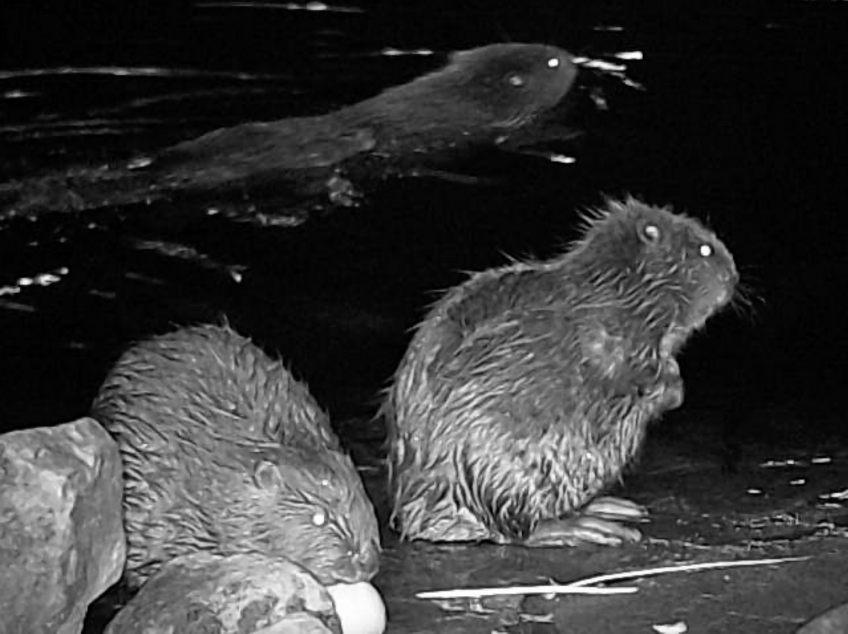 Linzer Biber belauschen — Beaver Lab