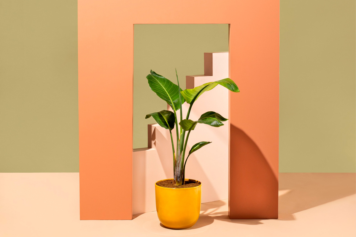 Easy Plant — Tom Melnick Portfolio