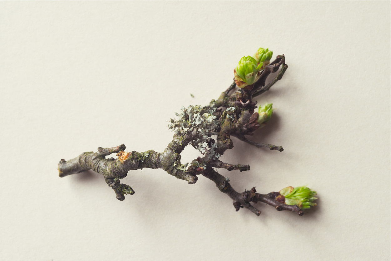 Sonja Gutschera + Leif Osthoff, Products, Beauty, Cosmetics, Flowers, Analogue Photography, Stills, Still Life, Beauty, Close Up, Natural