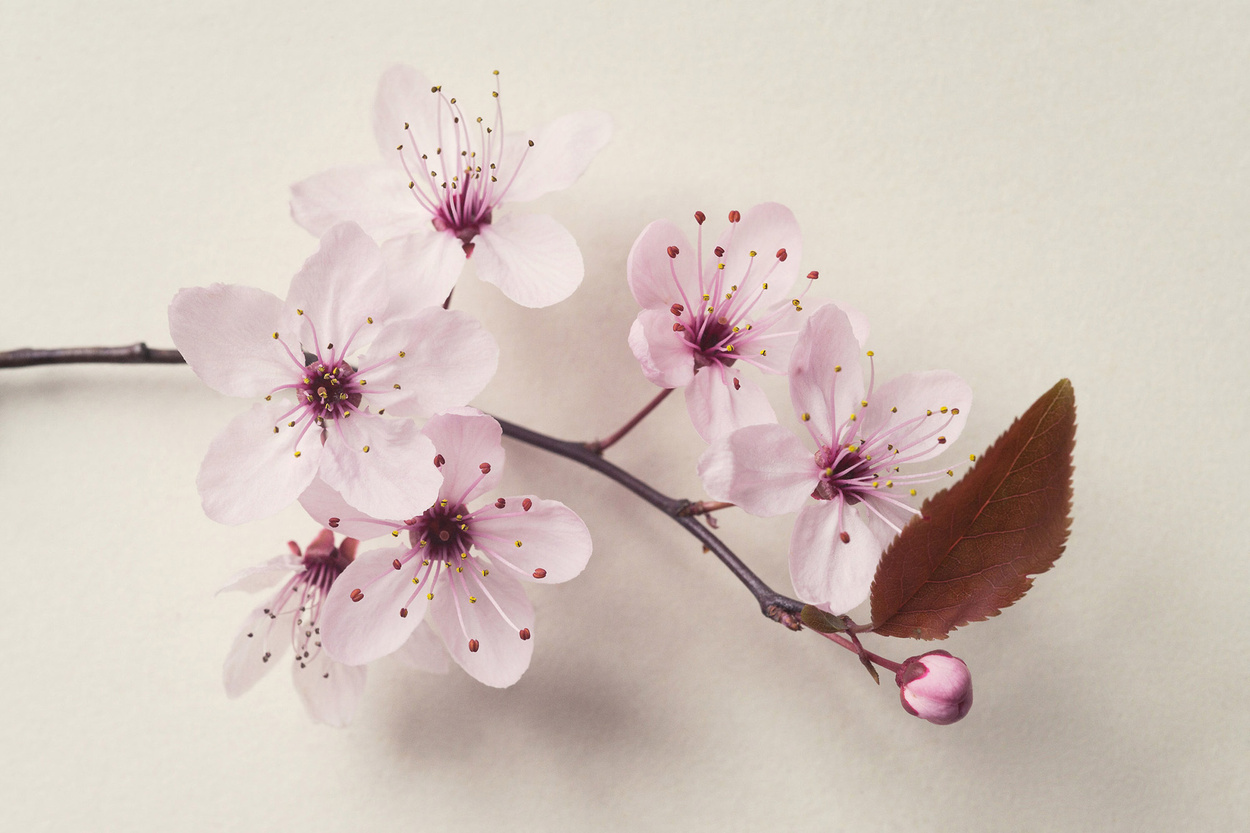 Sonja Gutschera + Leif Osthoff, Products, Beauty, Cosmetics, Flowers, Analogue Photography, Stills, Still Life, Beauty, Close Up, Natural