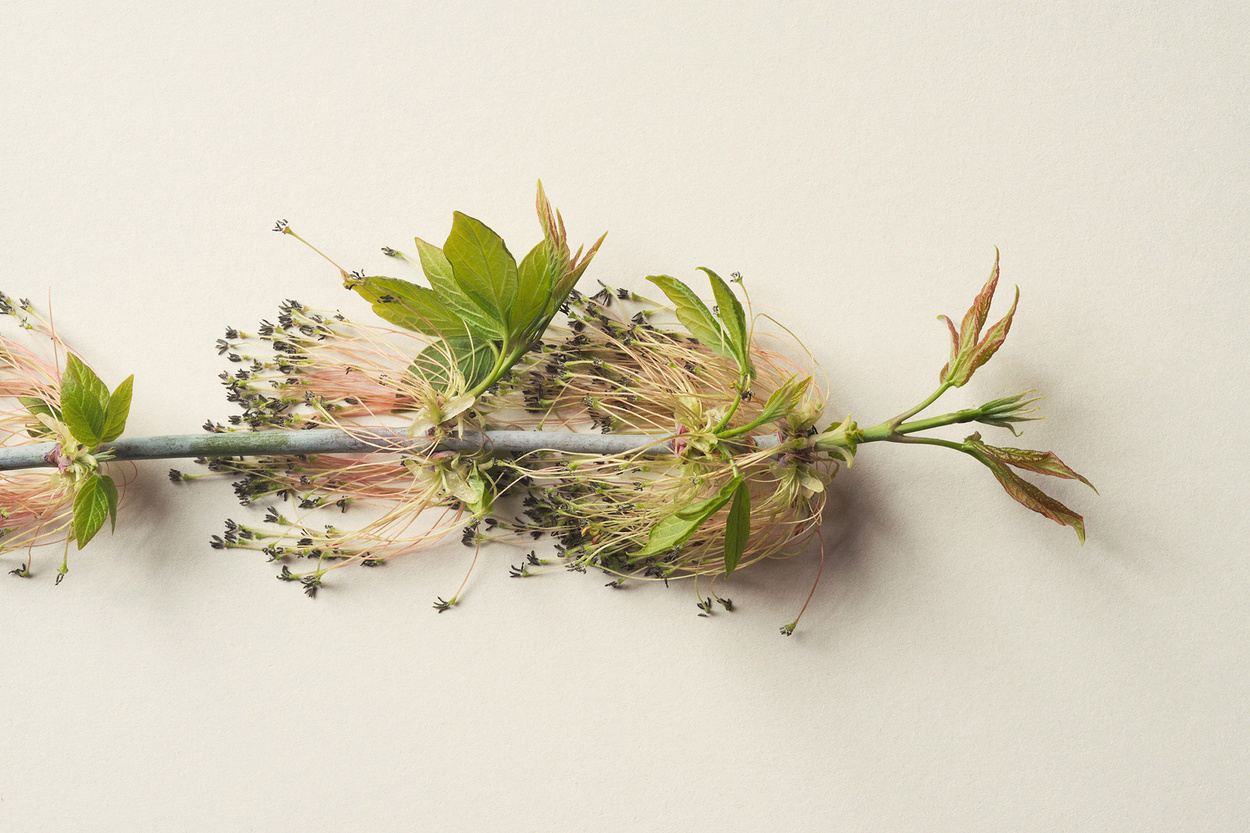 Sonja Gutschera + Leif Osthoff, Products, Beauty, Cosmetics, Flowers, Analogue Photography, Stills, Still Life, Beauty, Close Up, Natural