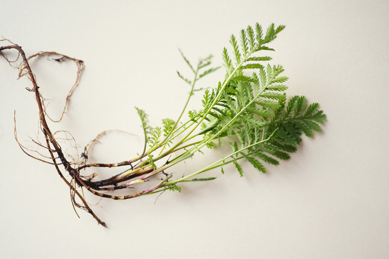 Sonja Gutschera + Leif Osthoff, Products, Beauty, Cosmetics, Flowers, Analogue Photography, Stills, Still Life, Beauty, Close Up, Natural