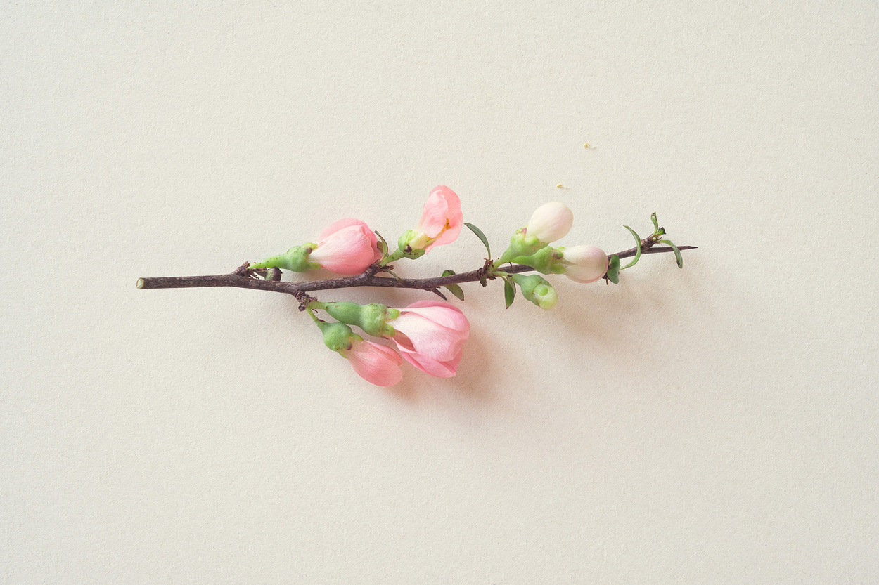 Sonja Gutschera + Leif Osthoff, Products, Beauty, Cosmetics, Flowers, Analogue Photography, Stills, Still Life, Beauty, Close Up, Natural