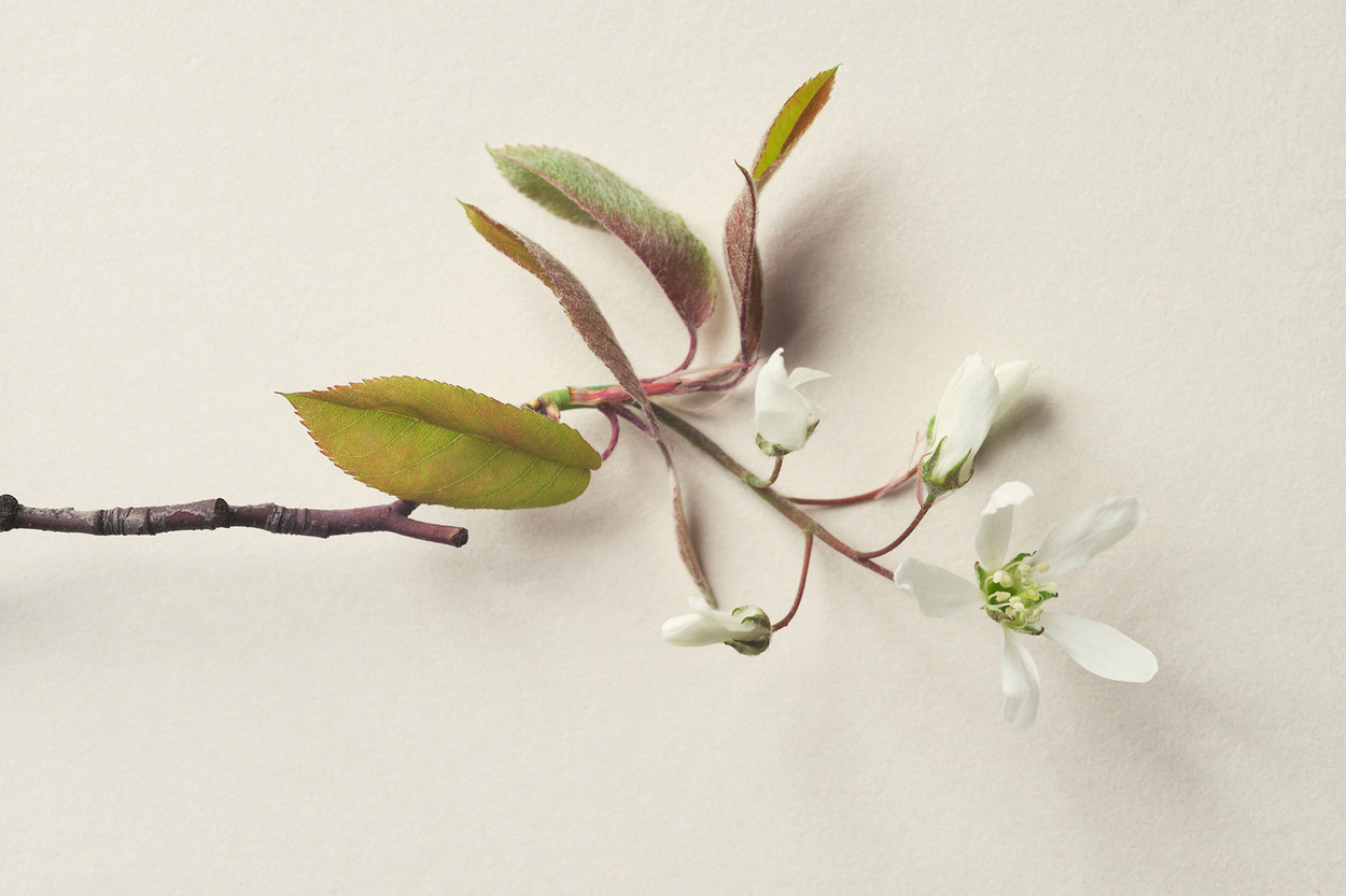 Sonja Gutschera + Leif Osthoff, Products, Beauty, Cosmetics, Flowers, Analogue Photography, Stills, Still Life, Beauty, Close Up, Natural