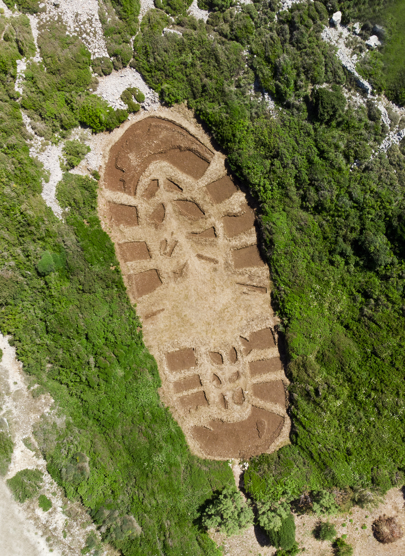 que   suis-je?  ajonc -18/10 /2024 bravo  Martine  Footprint_vertical_view1