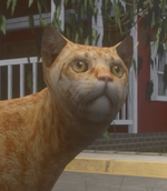 Meet Big Red