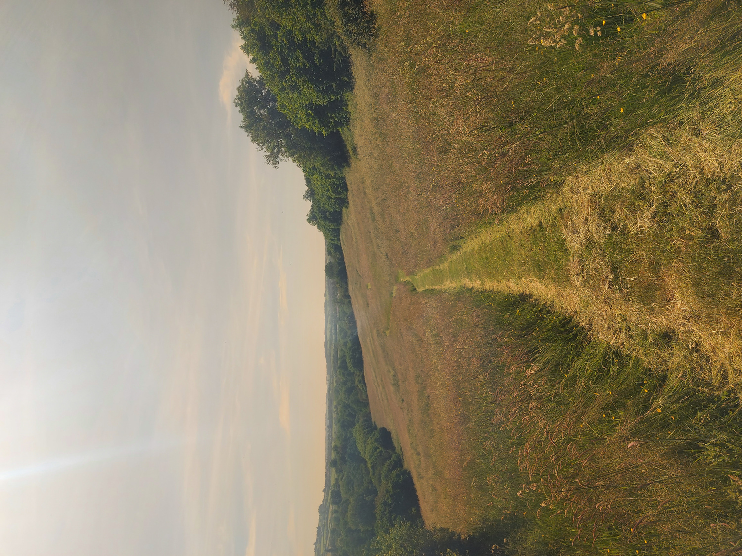 Grass field with hazel boundaries