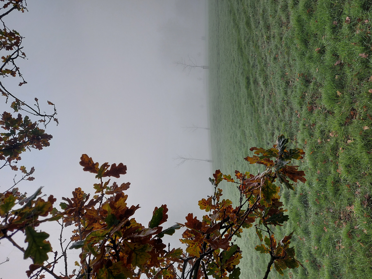 Under the oak in winter