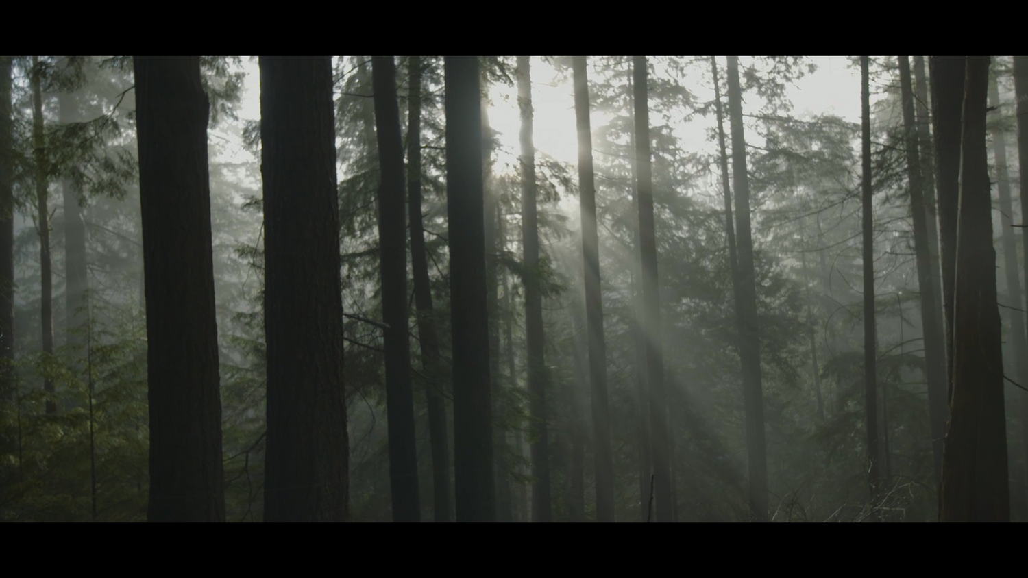 Andreas Psaltis-Sounds of Nature-North Vancouver Landscape
