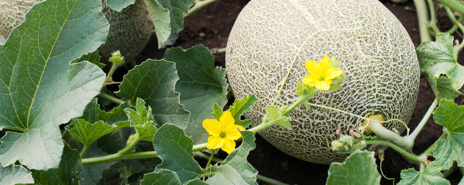 Close up picture of single melon on the ground with yellow flowers in foreground