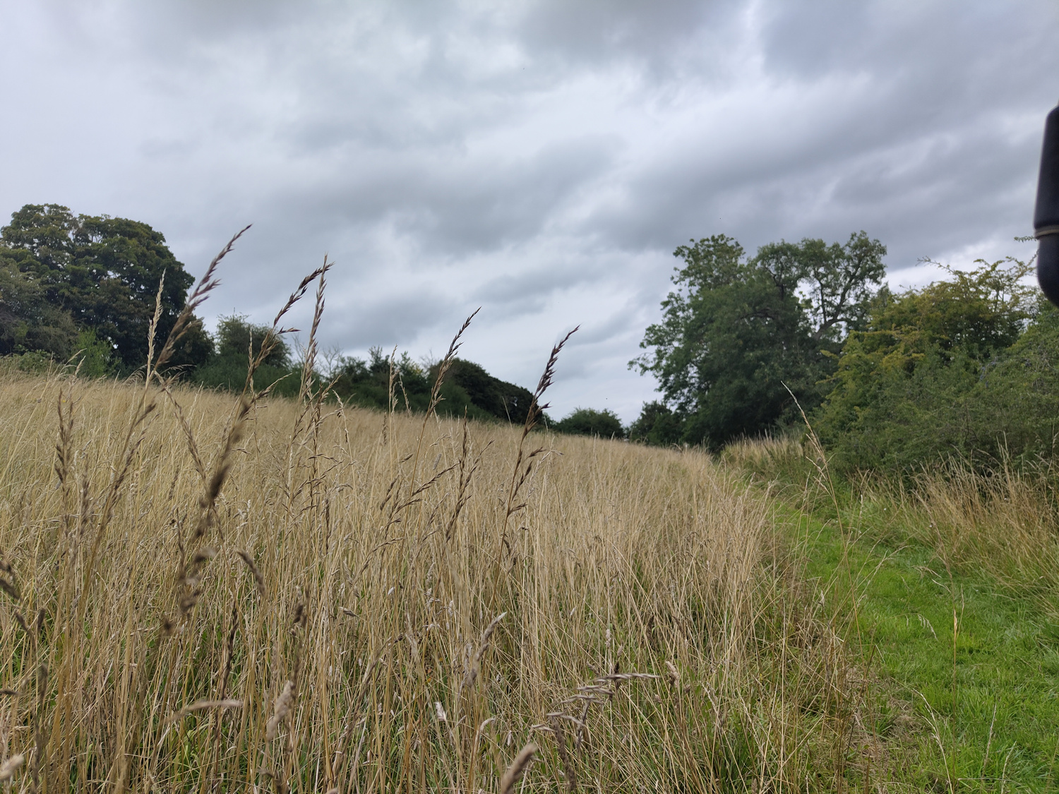 Meadows