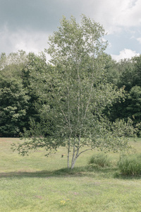 Shell House Forest Inventory, 2019, Residency