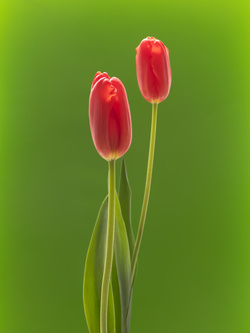 Tulip 1637 [3], #4